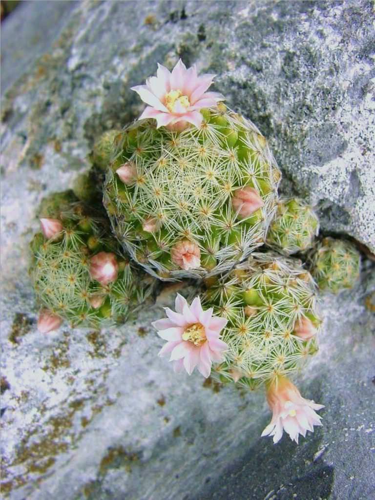 Mammillaria schiedeana subs. Gisalae